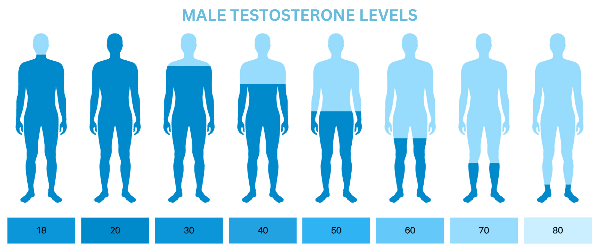 Diagram showing male testosterone levels with body silhouettes ranging from low to high testosterone, labeled with values from 18 to 80.